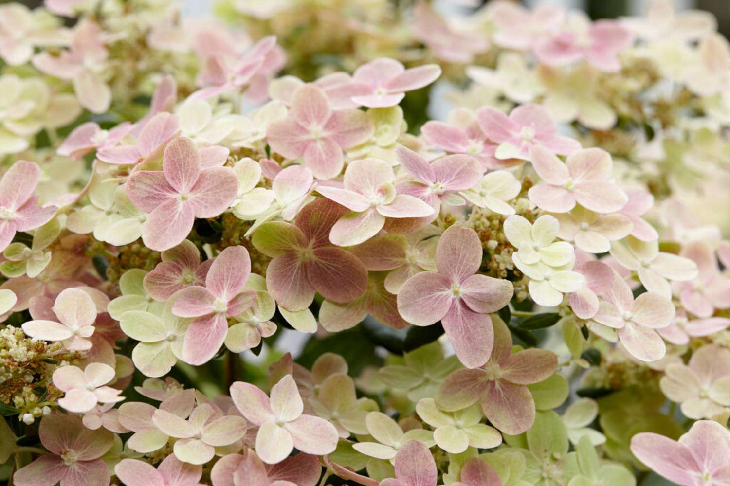 Hortensia 'Polestar'